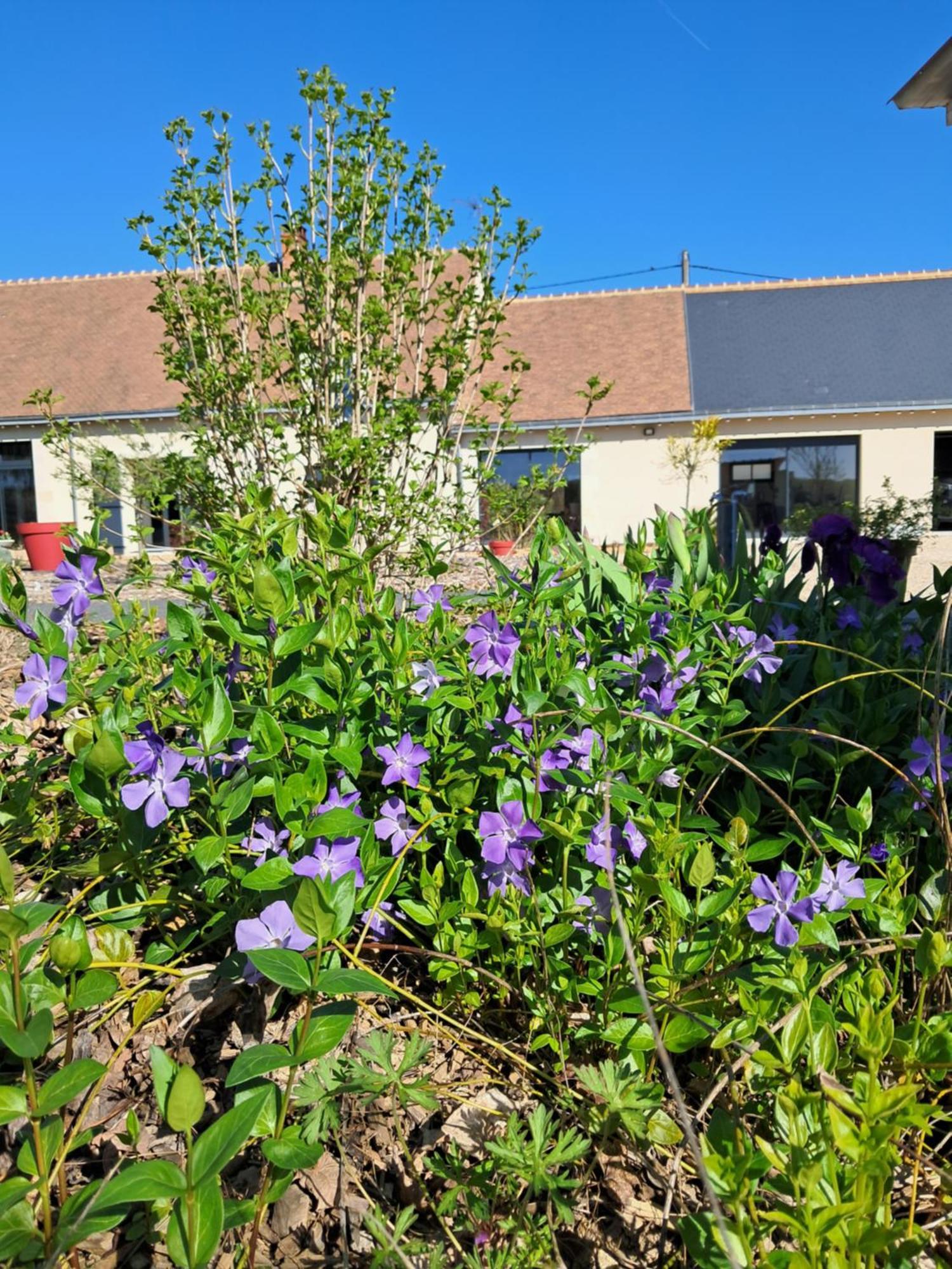 Bed and Breakfast Au Ginkgo Chaumont-sur-Loire Exterior foto